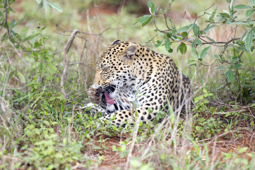 Leopard Grooming Kruger Dec 2024.jpg